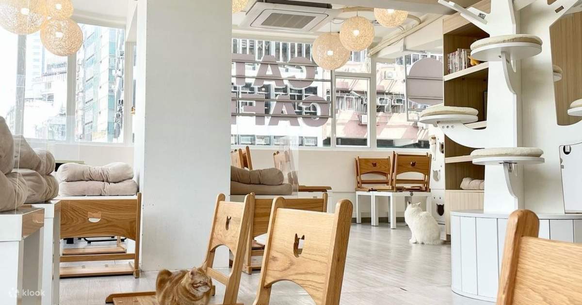 Tea with Cats in Cats Tea Room Hong Kong Cat Cafe Tsuen Wan Tsim